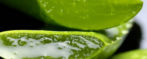 jus-aloe-vera-cure-sante